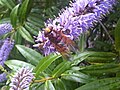 Volucella zonaria