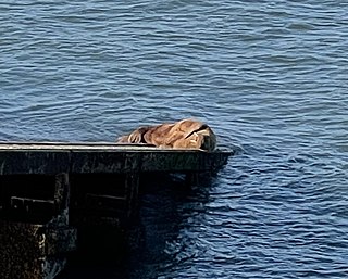 <span class="mw-page-title-main">Wally the Walrus</span> Arctic walrus seen in Western Europe