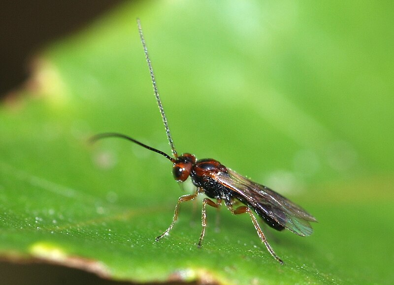 File:Wasp November 2008-1.jpg