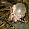 Western Chorus Frog (6922520670) .jpg