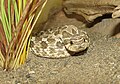 Western Hognose Heterodon nasicus