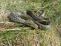 Western Whip Snake (Hierophis viridiflavus) male (Found by Jean NICOLAS) (14066234905).jpg