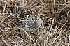 White rump sandpipers