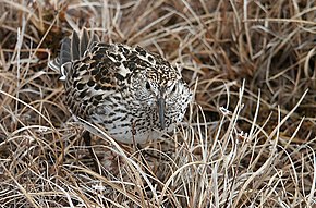 Descrizione dell'immagine Sandpiper.jpg dalla groppa bianca.