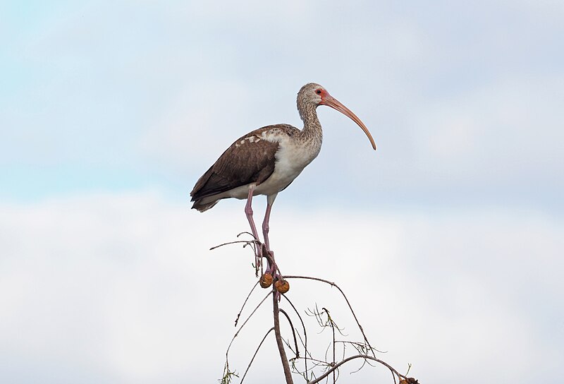 File:White Ibis - Eudocimus albus, Big Cypress National Preserve, Ochopee, Florida, December 4, 2021 (53367456621).jpg