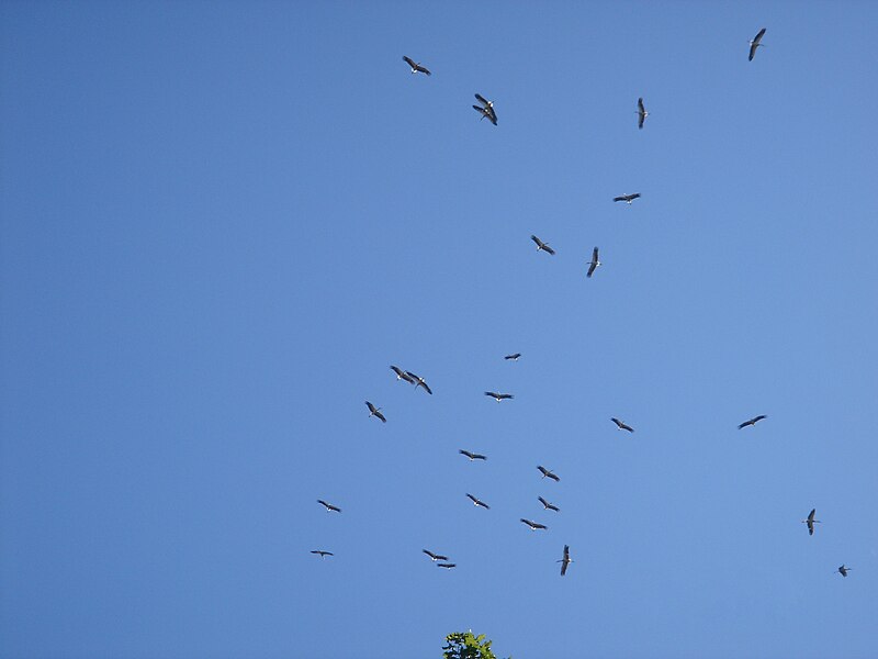 File:White Storks Migrating Northwards Over Bental Mountain DSC00702.JPG