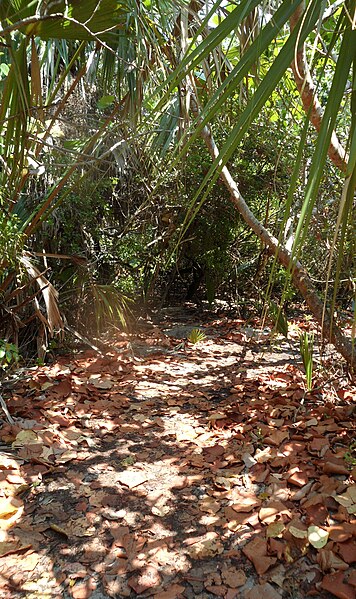 File:Whiteland Coppice Shrubby Bahamian Dry Forests Sea Grape Zone Seagrape Coccoloba Uvifera Baygrape The Lucayan National Park of the Bahamas in Grand Bahama.jpg