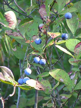 <i>Vaccinium caesariense</i> Berry and plant