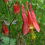 Thumbnail for Aquilegia canadensis