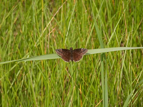 Duskywing (Erynnis sp.)