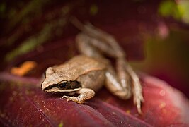 Lithobates sylvatica