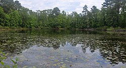 Woodland pond, Big Thicket National Preserve, Polk County, Texas, (May 2020)