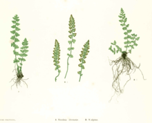 Woodsia alpina Moore47B.png