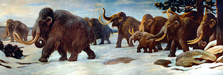 Мамонты 3.3 5. Сибирский шерстистый мамонт. Шерстистый мамонт (Woolly Mammoth). Мегафауна плейстоцена.