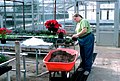 Working in a greenhouse (9245782991).jpg