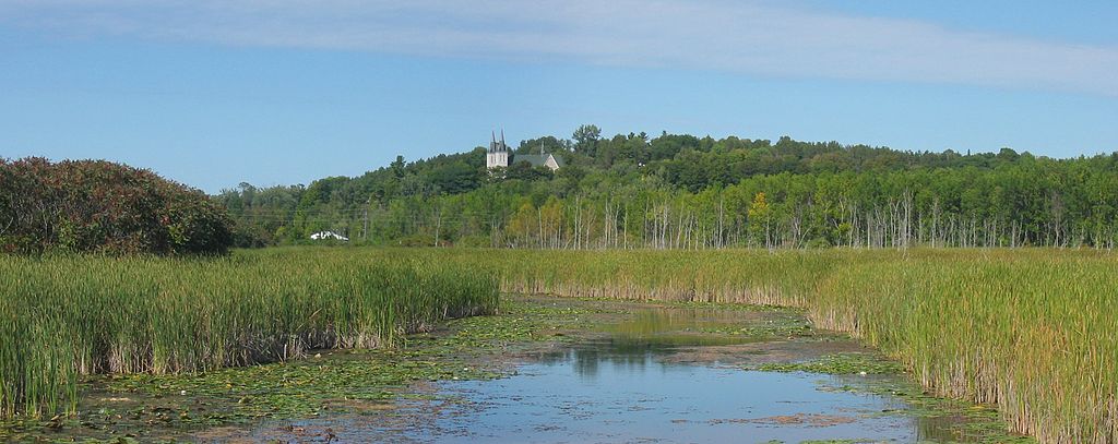 Freshwater marsh - Wikipedia