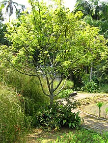 Xylopia brasiliensis.jpg