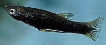 Яки topminnow male.jpg