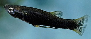 Poeciliopsis occidentalis sonorensis species of fish