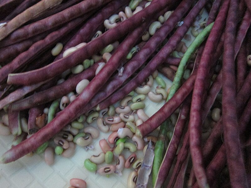 File:Yardlong Bean - പയർ 06.JPG