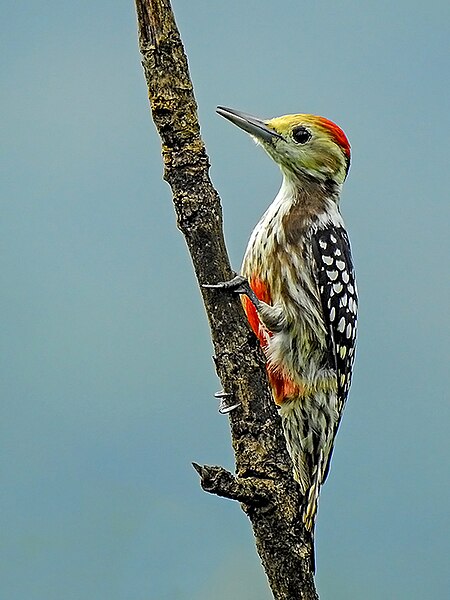 File:Yellow-crowned woodpecker (Leiopicus mahrattensis) by Shantanu Kuveskar.jpg