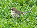 Thumbnail for File:Yellow-rumped warbler (81634).jpg