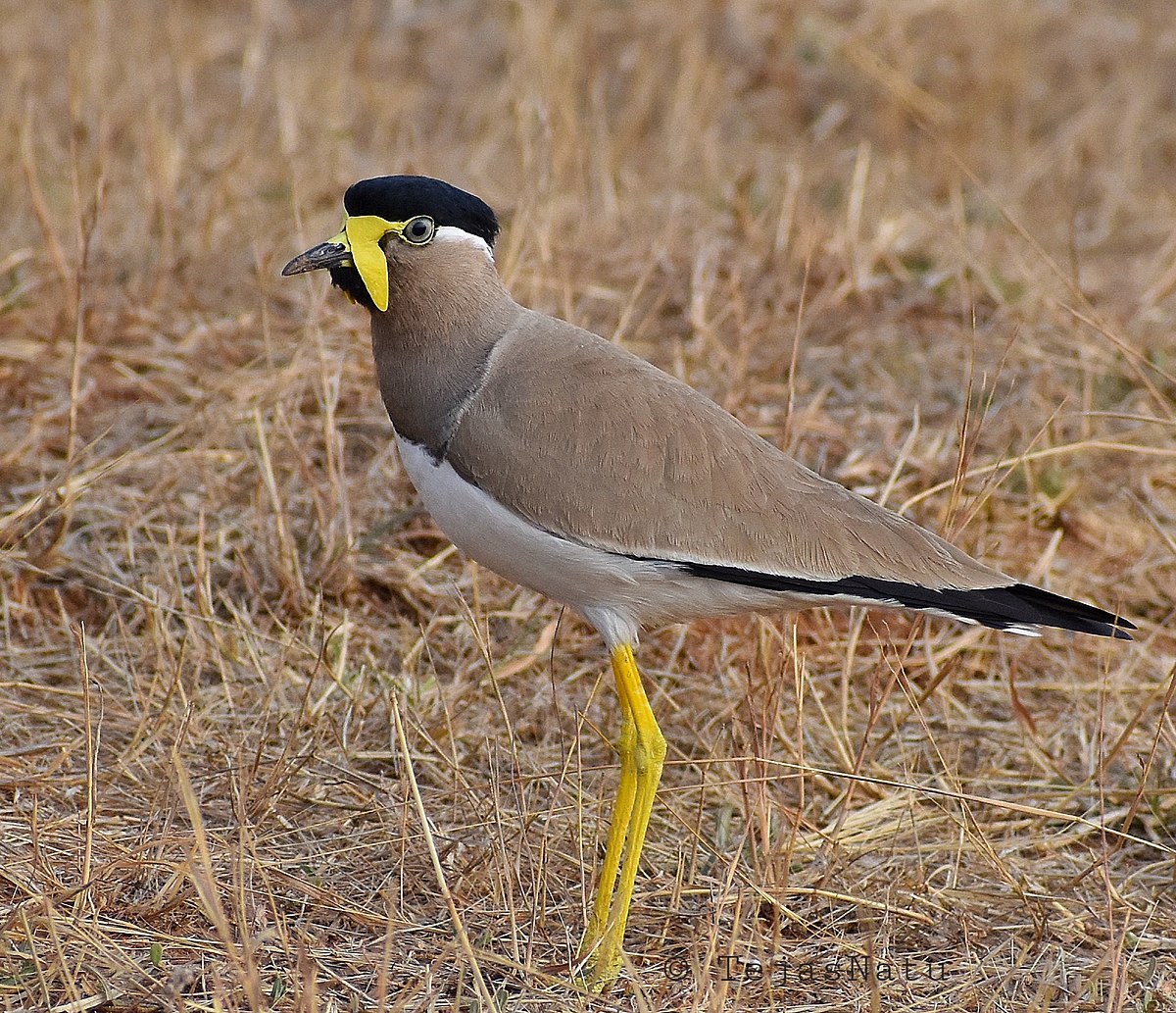 Птица пигалица 5. Малабарская пигалица. Yellow-wattled Lapwing. Пигалица это о человеке. Пигалица женщина.