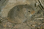 Yellow-nosed cotton rat Yellownosedcottonrat.jpg