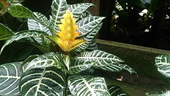 Description de l'image Zebra Plant (Aphelandra squarrosa).jpg.