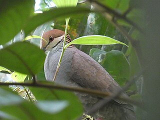 <span class="mw-page-title-main">Russet-crowned quail-dove</span> Species of bird