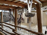 Zimní expozice žiraf síťovaných v Safari parku Dvůr Králové .jpg