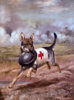 ... that mercy dogs (example illustrated) were trained during World War I to comfort mortally wounded soldiers as they died in no man's land?