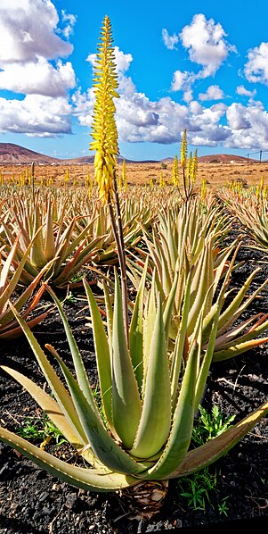 File:+ La Finca De Aloe Vera. 04.jpg