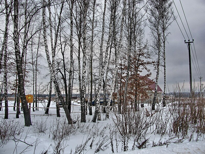 File:Заокский. Дачи за зимними березами. 14-01-2011г. - panoramio.jpg