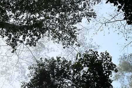 Trees above Pong Dueat Hot Springs, Huai Nam Dang National Park, Pa Pae Subdistrict, Chiang Mai Province, by User:Cat2you