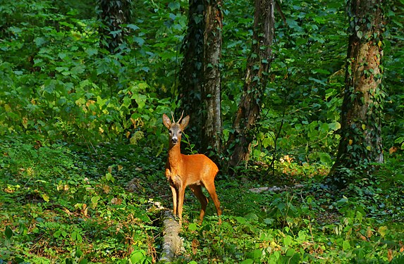 Lagodekhi Protected Area