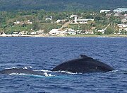 Humpback whales with Ohonua in the background