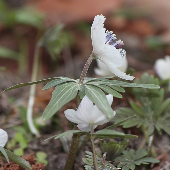 File:セツブンソウ Eranthis pinnatifida (side).JPG