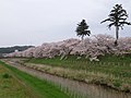 2008年4月13日 (日) 09:30時点における版のサムネイル