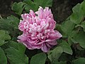 牡丹-富貴紅 Paeonia suffruticosa 'Wealthy Red' -菏澤曹州牡丹園 Heze, China- (12452169525).jpg