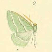 09-Euloxia meandraria (Guenée, 1857) .JPG