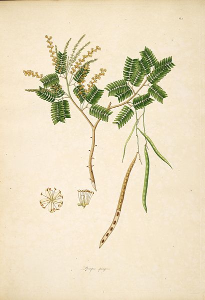 File:18th century illustration flora of the coast of Coromandel Coast India Plants Fruits Flowers (26).jpg