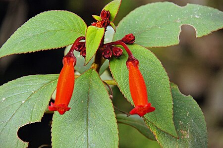 Kohleria hirsuta