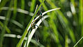 Große Pechlibelle, Paarungsrad - Ischnura elegans