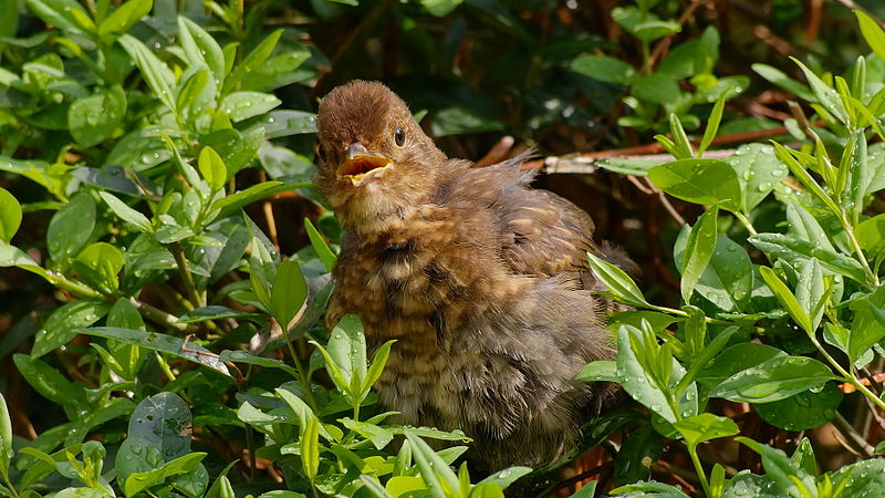 File:2013.09.07.-4-Mannheim Vogelstang-Amsel-Jungvogel.jpg