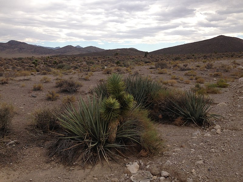 File:2014-07-17 15 55 15 Joshua Tree and other Yuccas along Nevada State Route 375 about 43.4 miles south of the Nye County Line in Lincoln County, Nevada.JPG