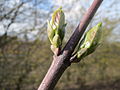 Altlußheim, Februar 2014