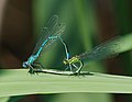 Hufeisen-Azurjungfer - Coenagrion puella, Paarungsrad