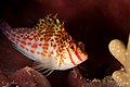 2016, wakatobi, sawa utara, dwarf hawk fish (31319960322).jpg