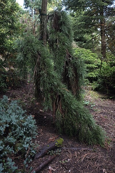 File:2016-07-31 Botanischer Garten Tübingen 019 Sequoiadendron giganteum.jpg